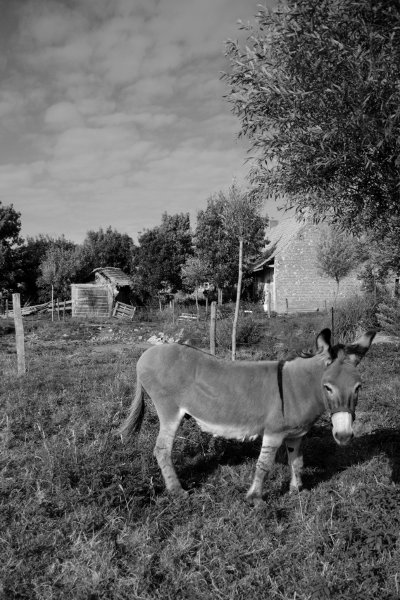 photo Ane de Provence