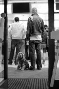 Quick dog walking