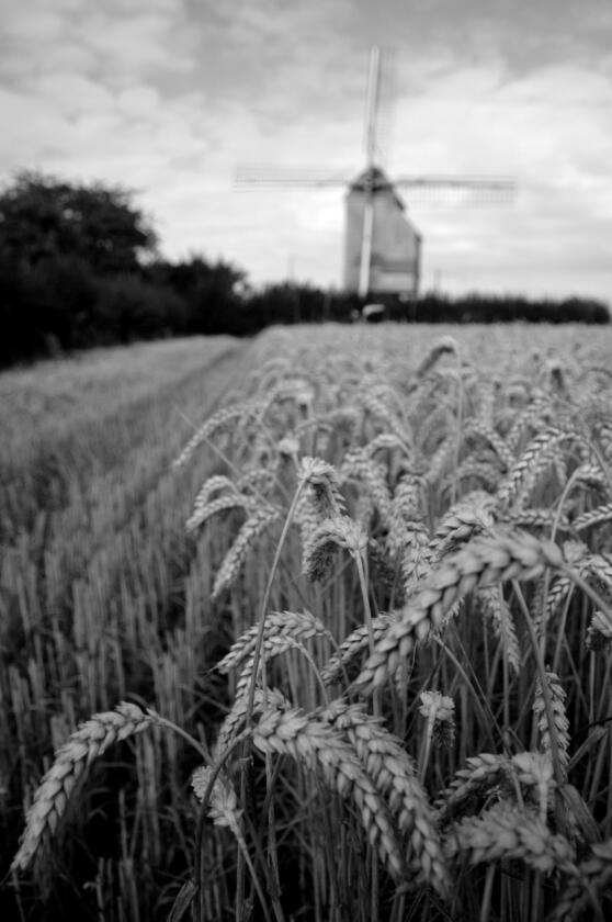 Moulin de Flandre - Wormhout